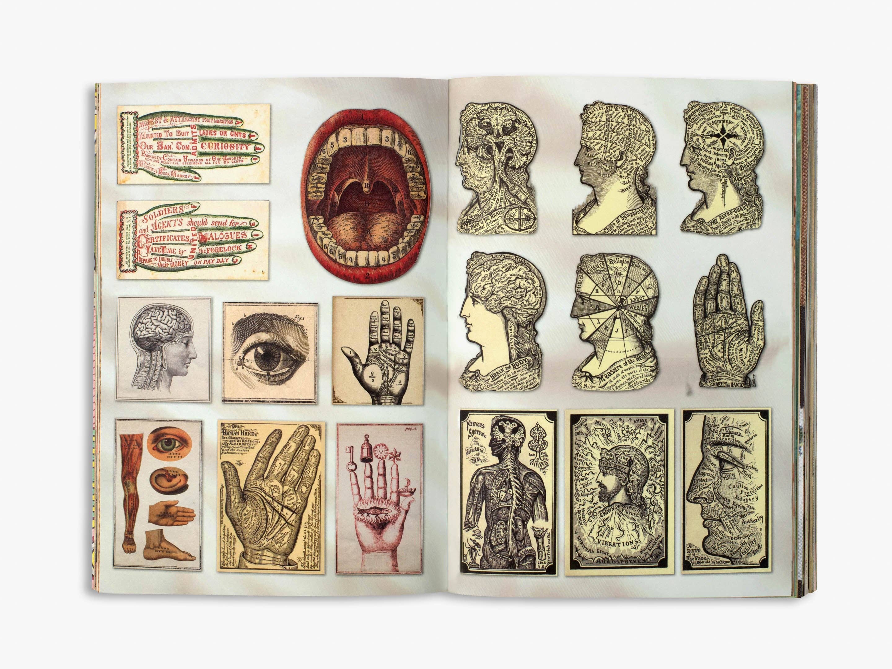 The Curious Collections Sticker Book - Image 2